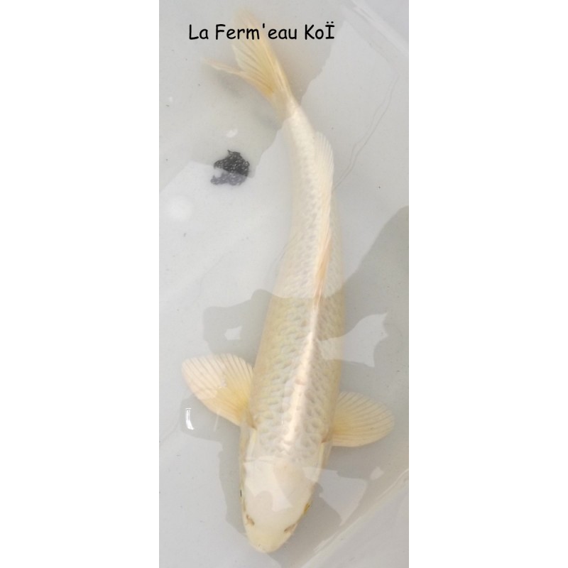 platinium Grade A  30 -35cm