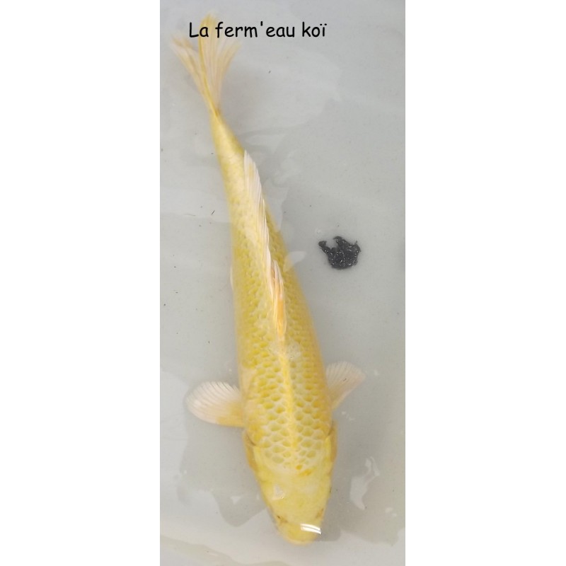 YAMABUKI  Grade A 30-35cm