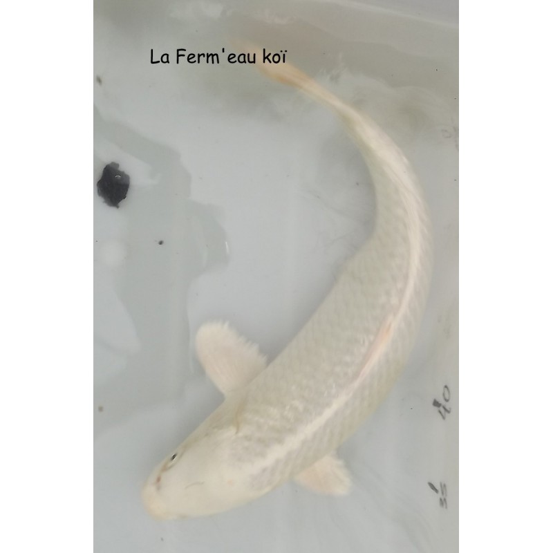 Ginrin platinium femelle 35 -40cm Japon OGATA Koi Farm