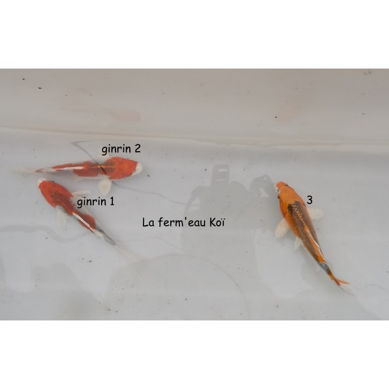 KUJAKU /ginrin kujaku 12-15cm Japon Maruseï Hirasawa tosaï