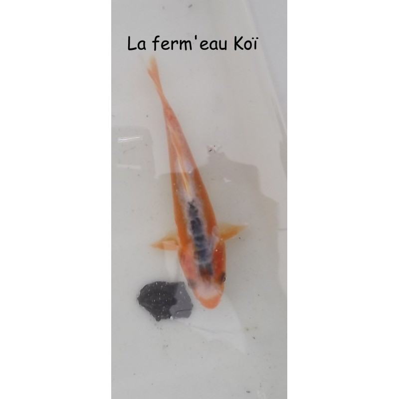 SHUSUI 12-15cm Japon Maruseï Hirasawa tosaï