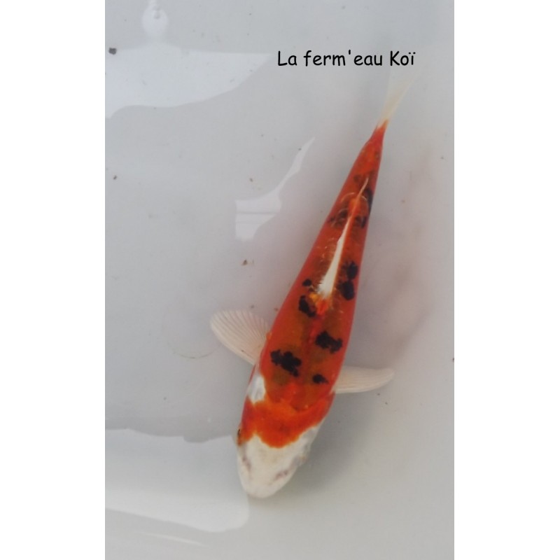 DOITSU YAMATONISHIKI  12-15cm Japon Kase tosaï