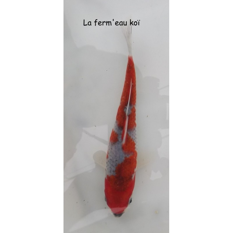 GOSHIKI 12-15cm Japon Kase tosaï