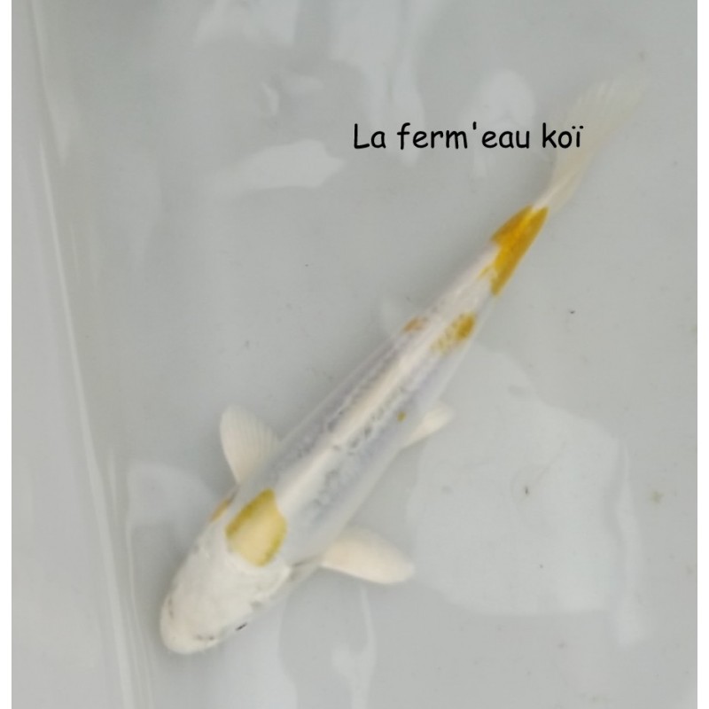 DOITSU HARIWAKE  16-19cm Japon Aoki tosaï