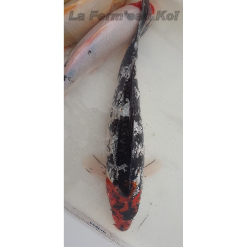 type ginrin showa 40-45 cm