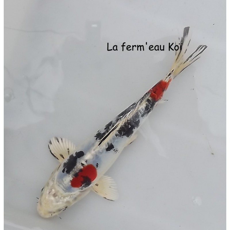 DOITSU YAMATONISHIKI  16-19cm Japon Aoki tosaï