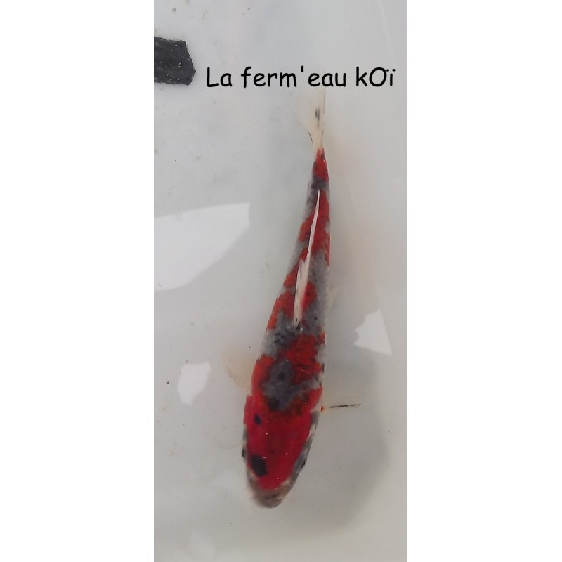 GOSHIKI  16-19cm Japon Aoki tosaï