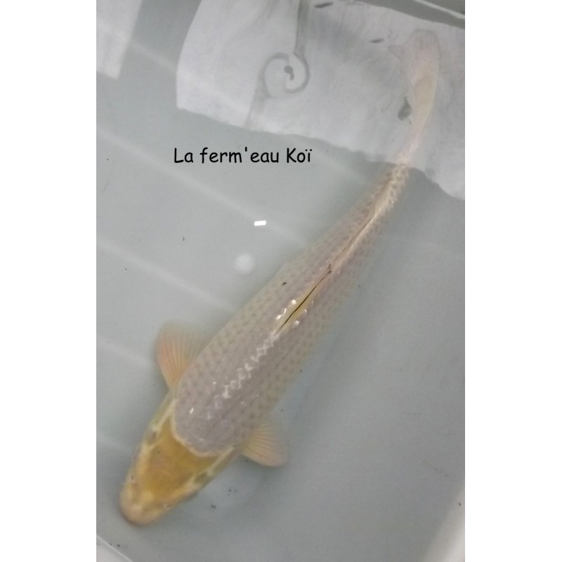 SORAGOÏ Grade A 35-40cm