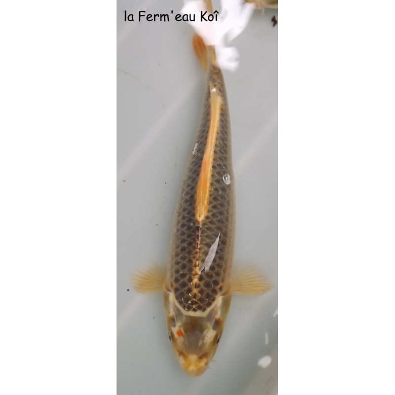 matsuba (écailles pomme de pin) 20-25cm