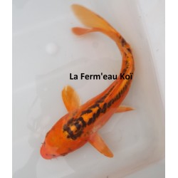 Mizuho ogon nisaï 25-30 cm éleveur HIRASAWA