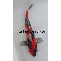 Showa nisaï 25-30 cm éleveur HIRASAWA