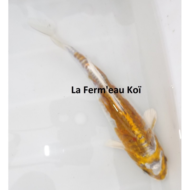 Ki kikokuryu nisaï 25-30 cm éleveur HIRASAWA