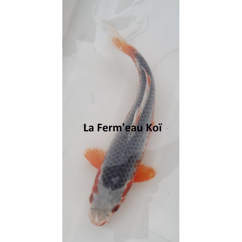 Asagi nisaï 25-30 cm éleveur HIRASAWA