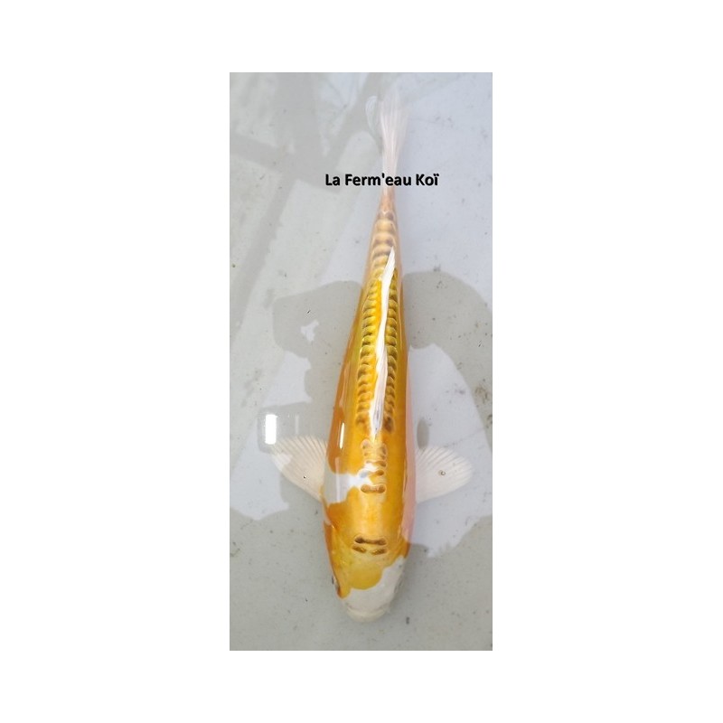 Doitsu ki kujaku 20-25 cm