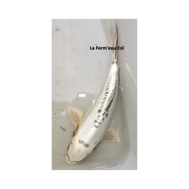 Doitsu gin matsuba 25-30 cm