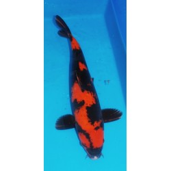 Hi utsuri 45-50 cm femelle