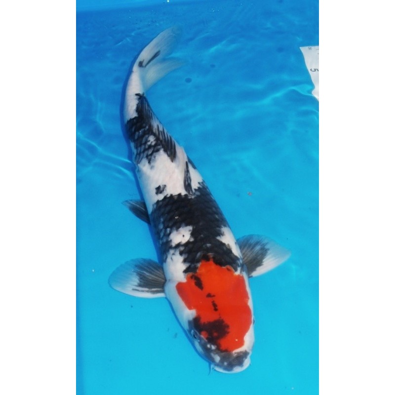 Tancho Maruten Showa 50 - 55 cm disponible sem.8