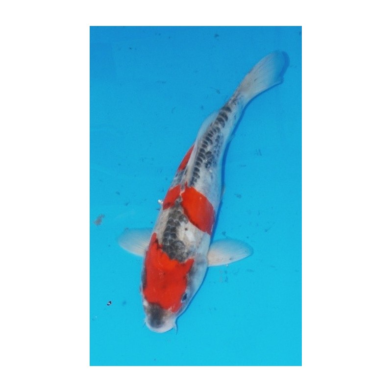 Doitsu Goshiki 30 - 35 cm