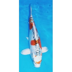 Doitsu Kujaku 35cm femelle