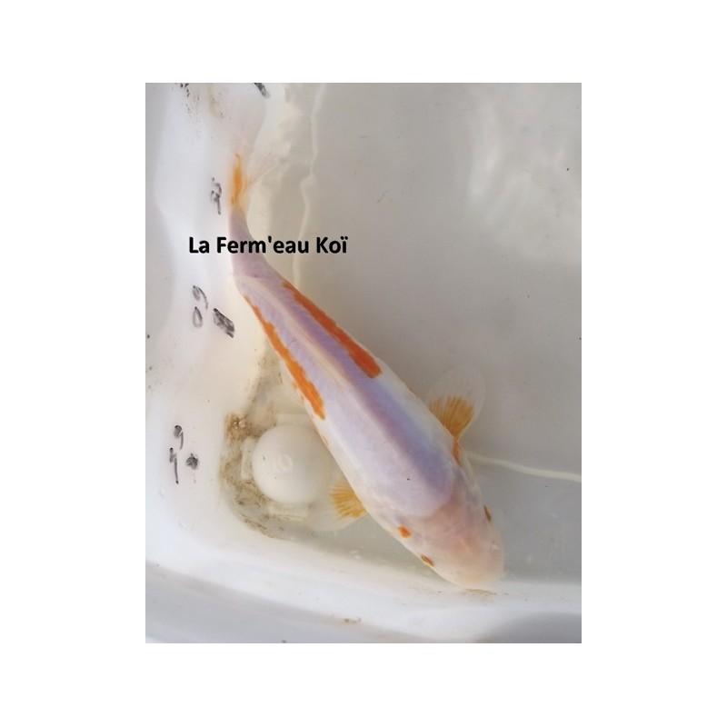 DOITSU HARIWAKE 20-25cm