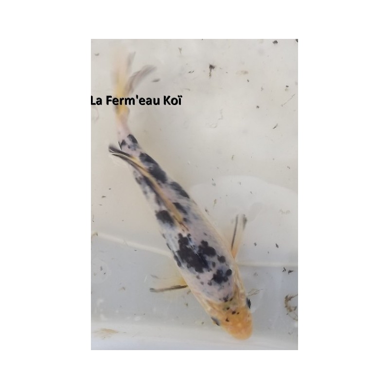 shiro utsuri voile 20-25cm