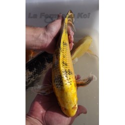 kin kiutsuri voile 35-40 cm