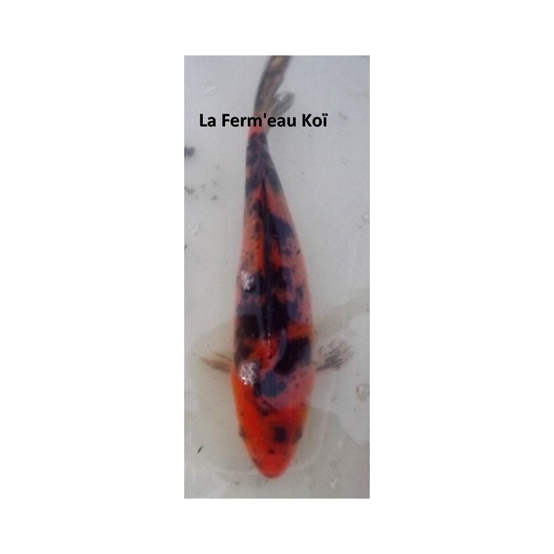 hi utsuri Grade A 20-25 cm