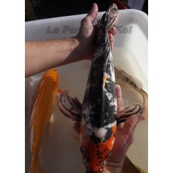 showa voile 45-50 cm