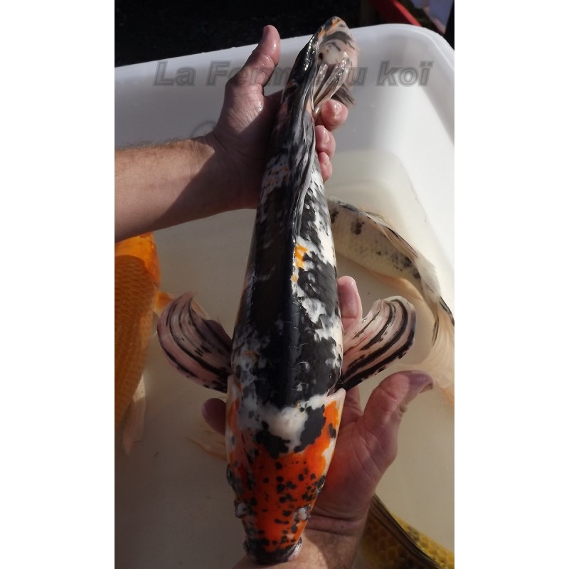 showa voile 45-50 cm