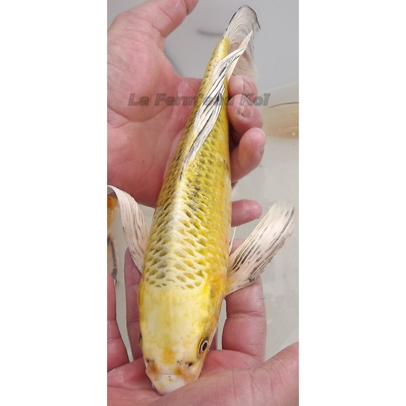 ghost voile 25-30 cm