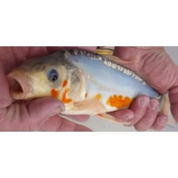 shusui voile 25-30 cm