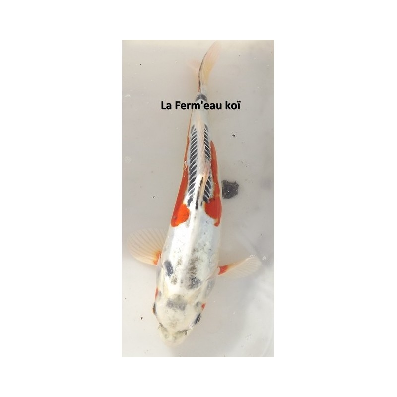 Beni kikokuryu 30-35 cm