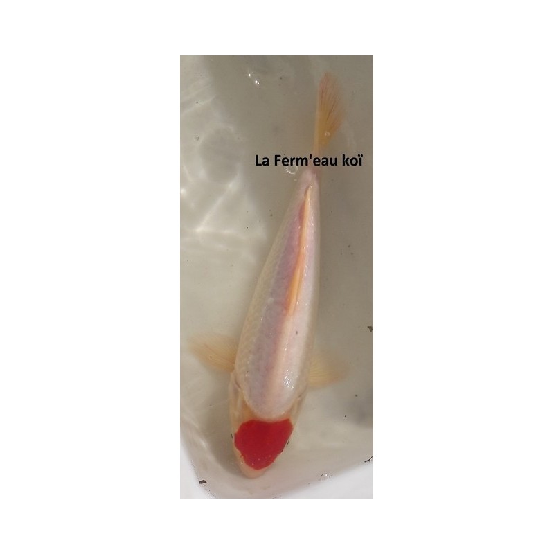 Tancho sanke Femelle 30-35 cm