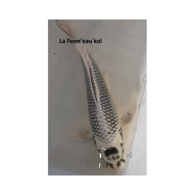 Gin matsuba voile 35-40 cm