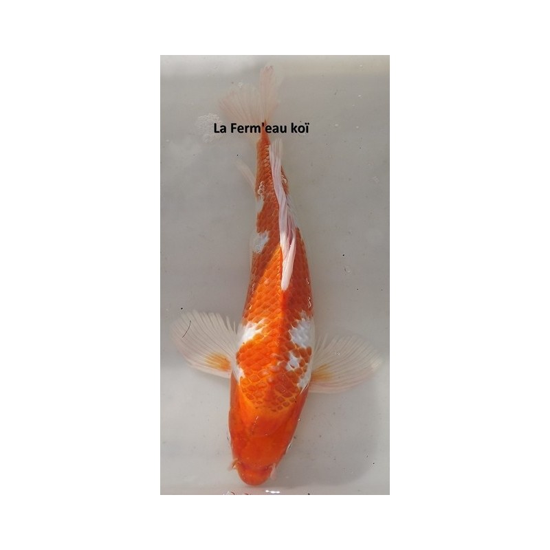 Sakura voile 35-40 cm