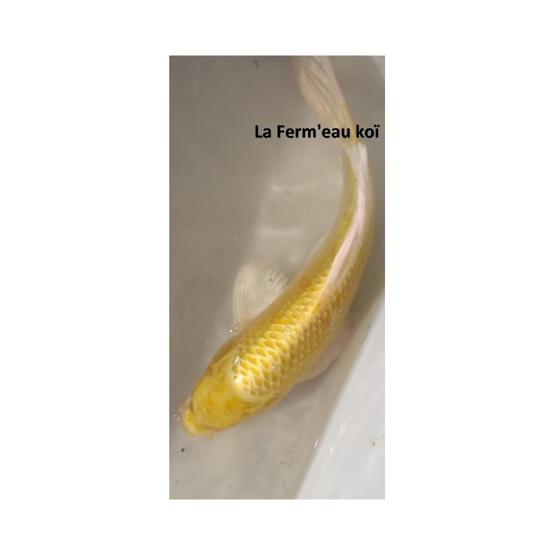 Yamabuki voile 30-35 cm