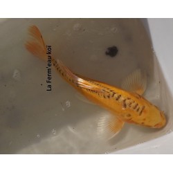 Ki mizuho ogon voile 35-40 cm