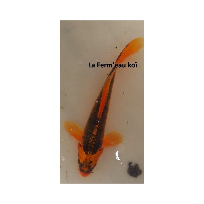 Kin ghost voile 20-25 cm