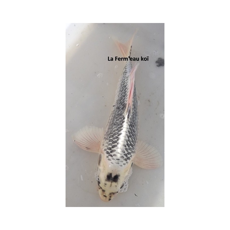 Gin matsuba Femelle voile 35-40 cm