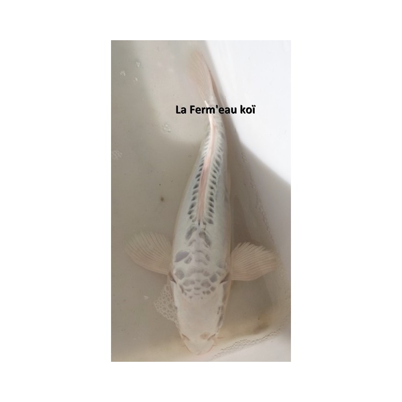 Doitsu Gin matsuba Femelle voile 30-35 cm