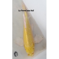 Yamabuki voile 35-40 cm