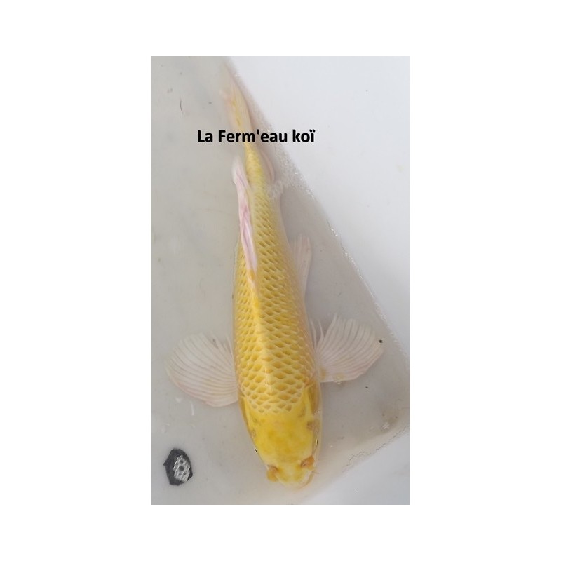 Yamabuki voile 35-40 cm