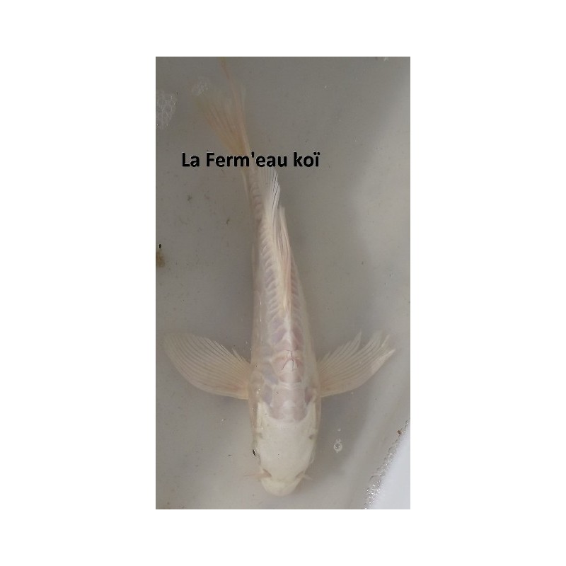 Doitsu platinium voile 20-25 cm