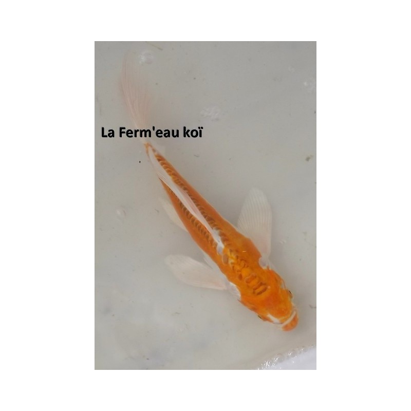 Doitsu Hariwake voile 20-25 cm