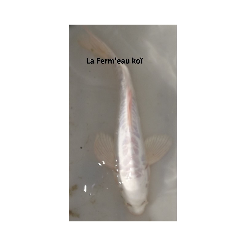 Doitsu platinium voile 30-35 cm