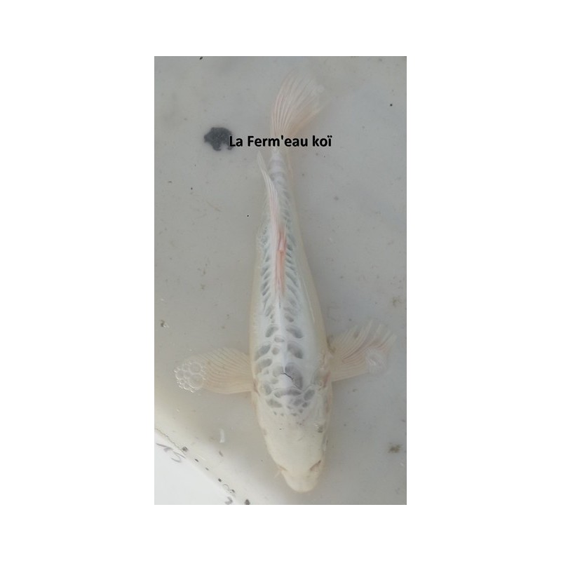 Doitsu Gin matsuba voile 30-35 cm