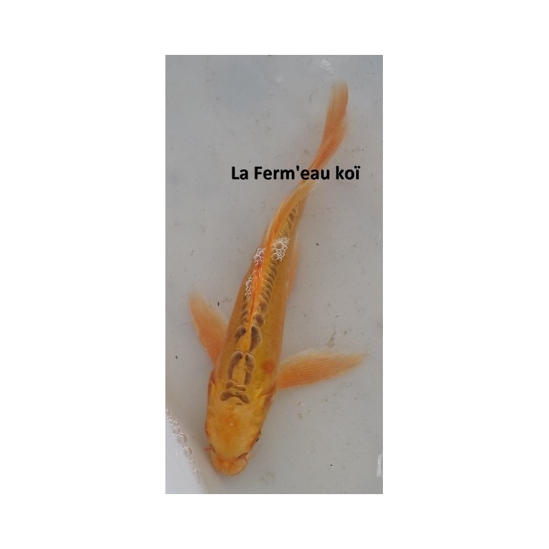 Mizuho ogon voile 20-25 cm