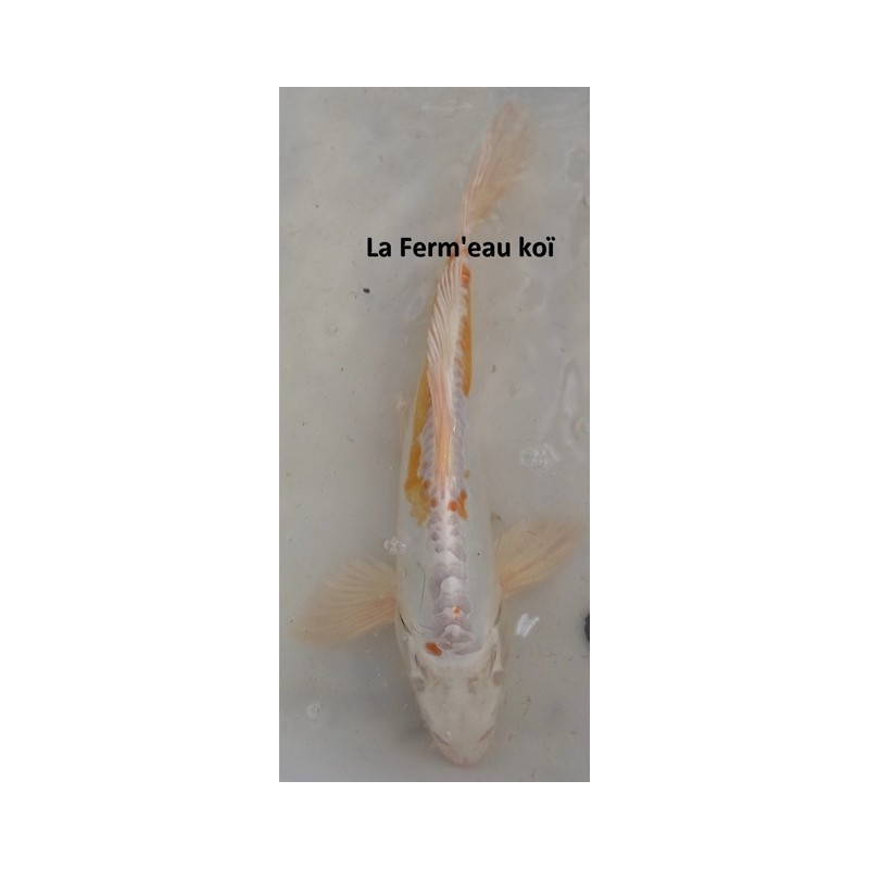 Kikusui voile 25-30 cm