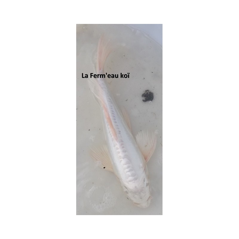 Doitsu platinium voile 30-35 cm