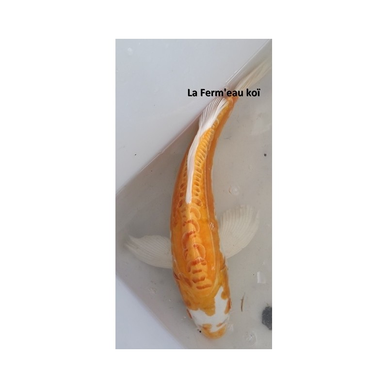 Doitsu Hariwake voile 35-40 cm